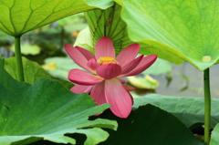 ひっそりと咲いて　蓮の花