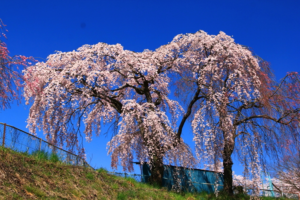 一本桜