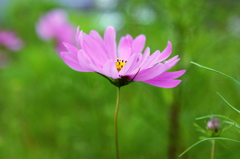 秋桜