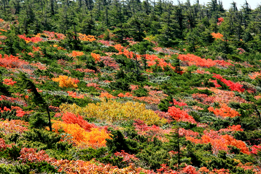 蔵王エコーラインの紅葉