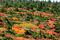 蔵王エコーラインの紅葉