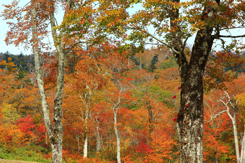 裏磐梯グランデコ　デコ平湿原の紅葉