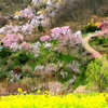 花見山