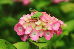 紫陽花　カエルの親子
