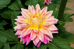 ダリア　花名（天女）