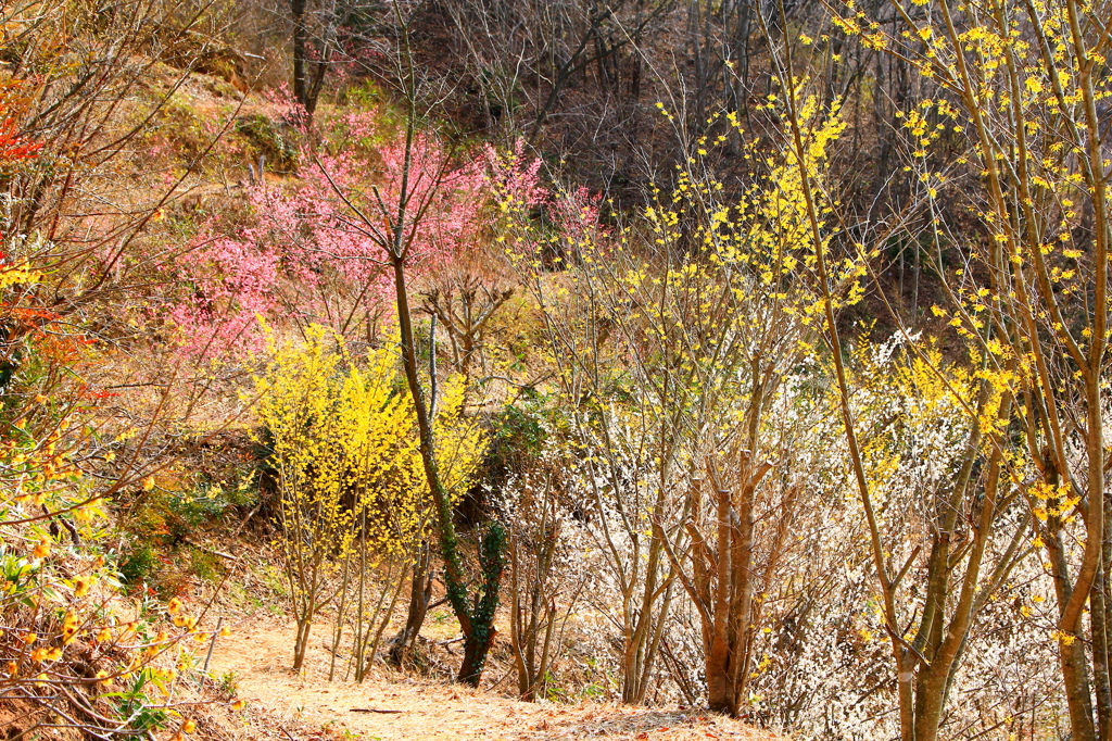 春色　花見山（福島市）