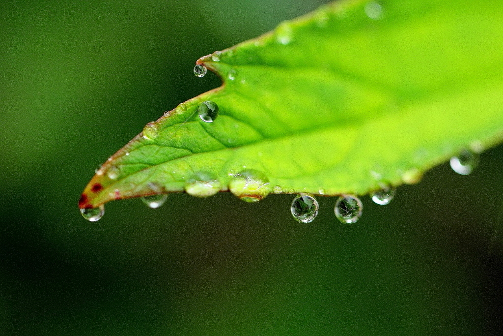 雫