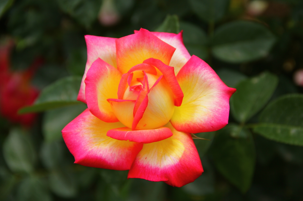 薔薇