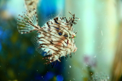 水族館