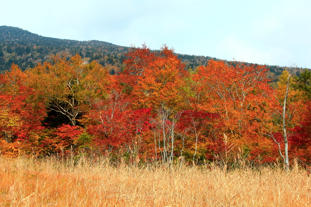 裏磐梯グランデコ　デコ平湿原の紅葉