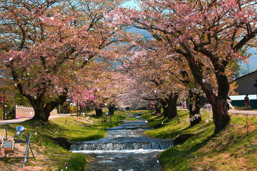 観音寺川の桜吹雪