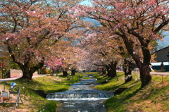 観音寺川の桜吹雪