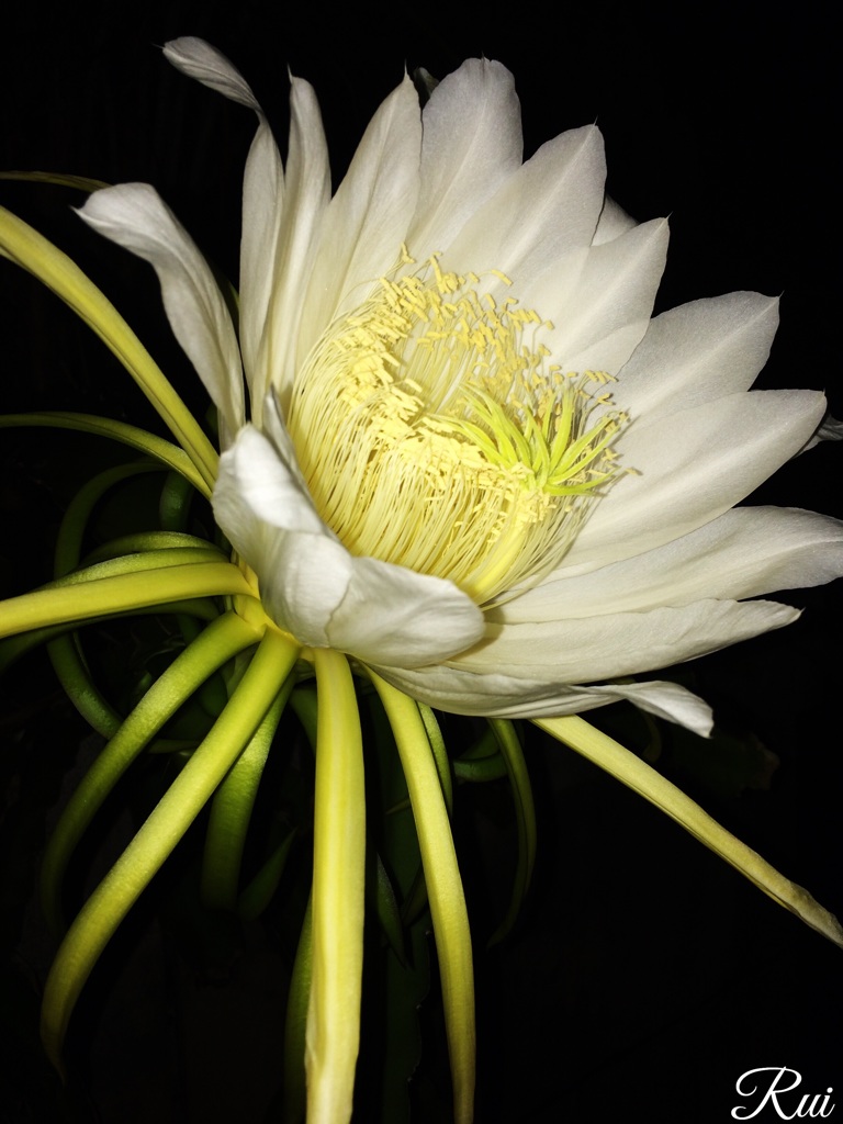 華麗なる夜の貴婦人