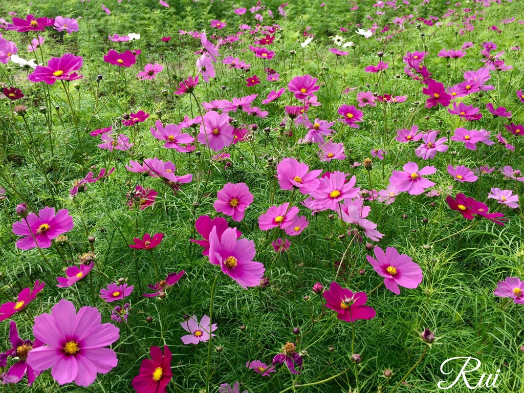 ピンクの花園