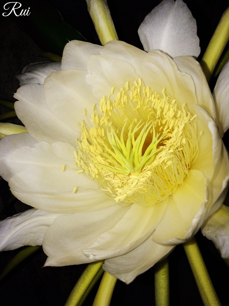 ドラゴンフルーツの花♡咲きました