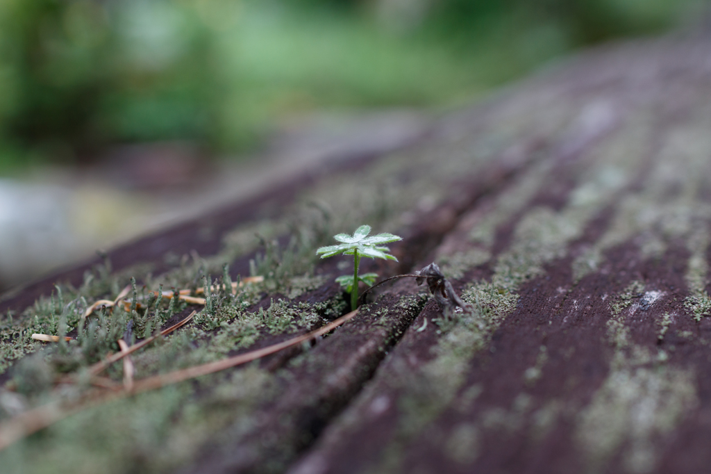 ルピナスの芽④