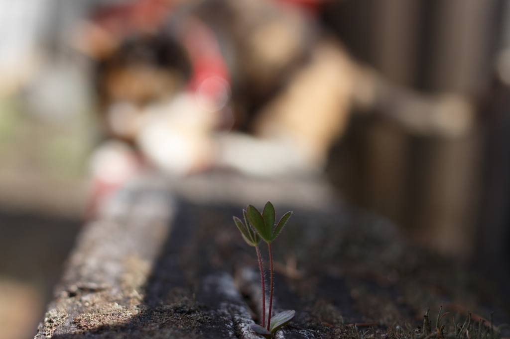 ルピナスの芽②