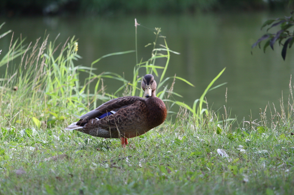 そんなに見ないで（レンズ補正あり）