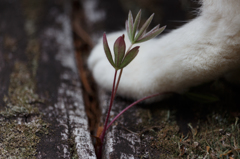 ルピナスの芽③
