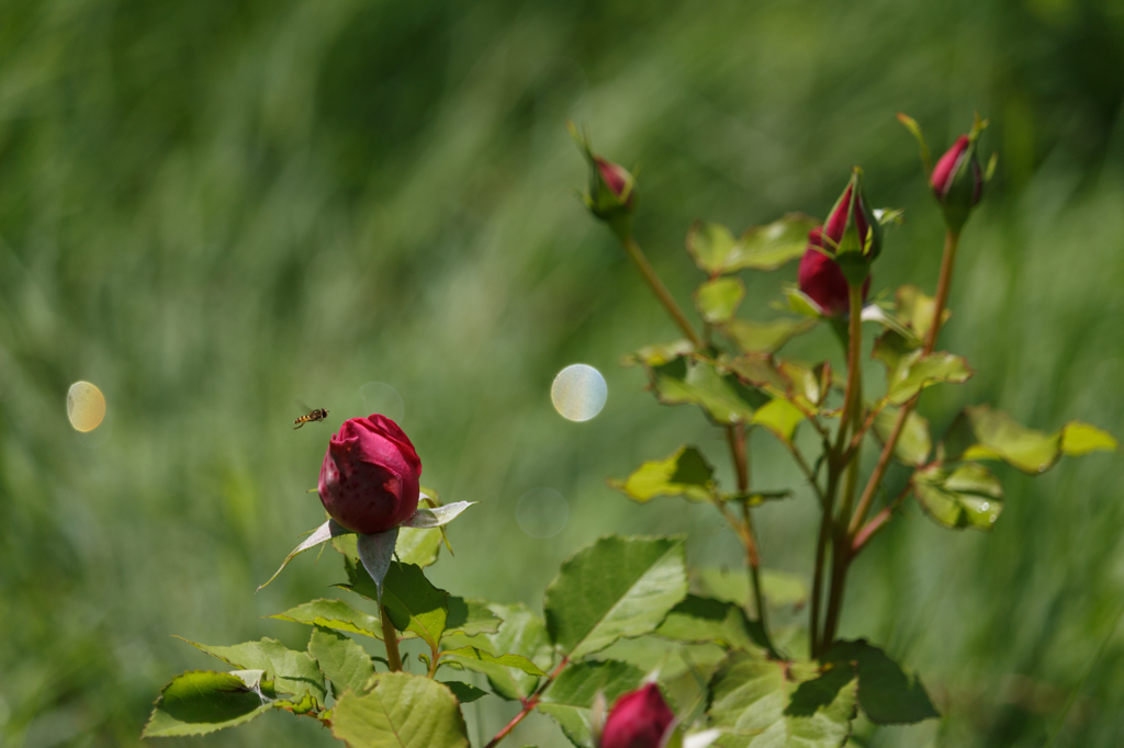 夏のバラ
