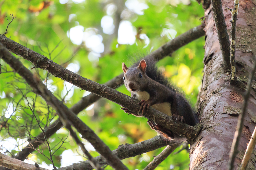アッ！人間がいる