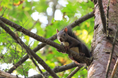 アッ!人間がいる