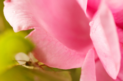 薔薇とクモ