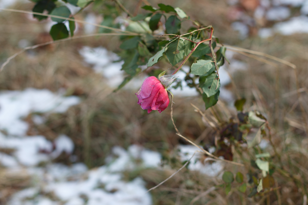 冬のバラ