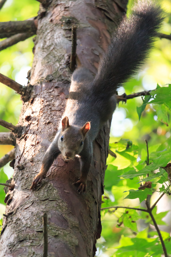 食べ物探しに来ました