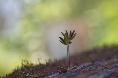 ルピナスの芽①