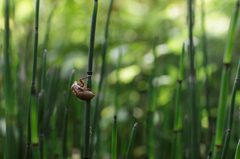 北国の短い夏はもう終わり