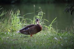 そんなに見ないで