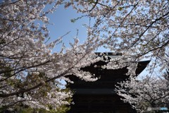 建長寺の桜