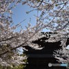 建長寺の桜