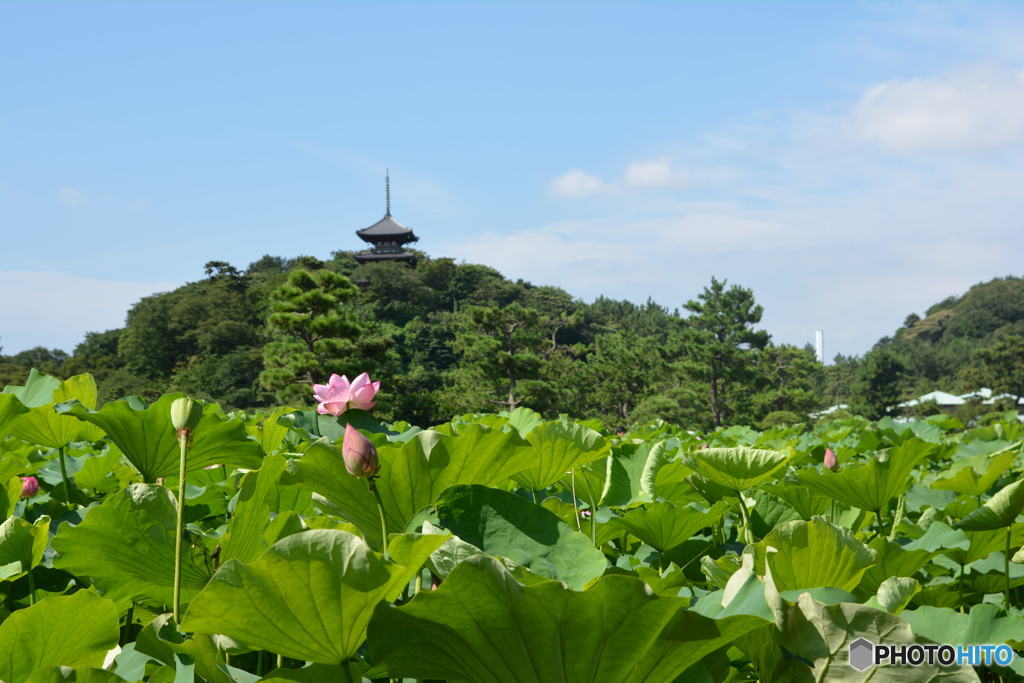 三渓園の蓮