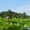 三渓園の蓮