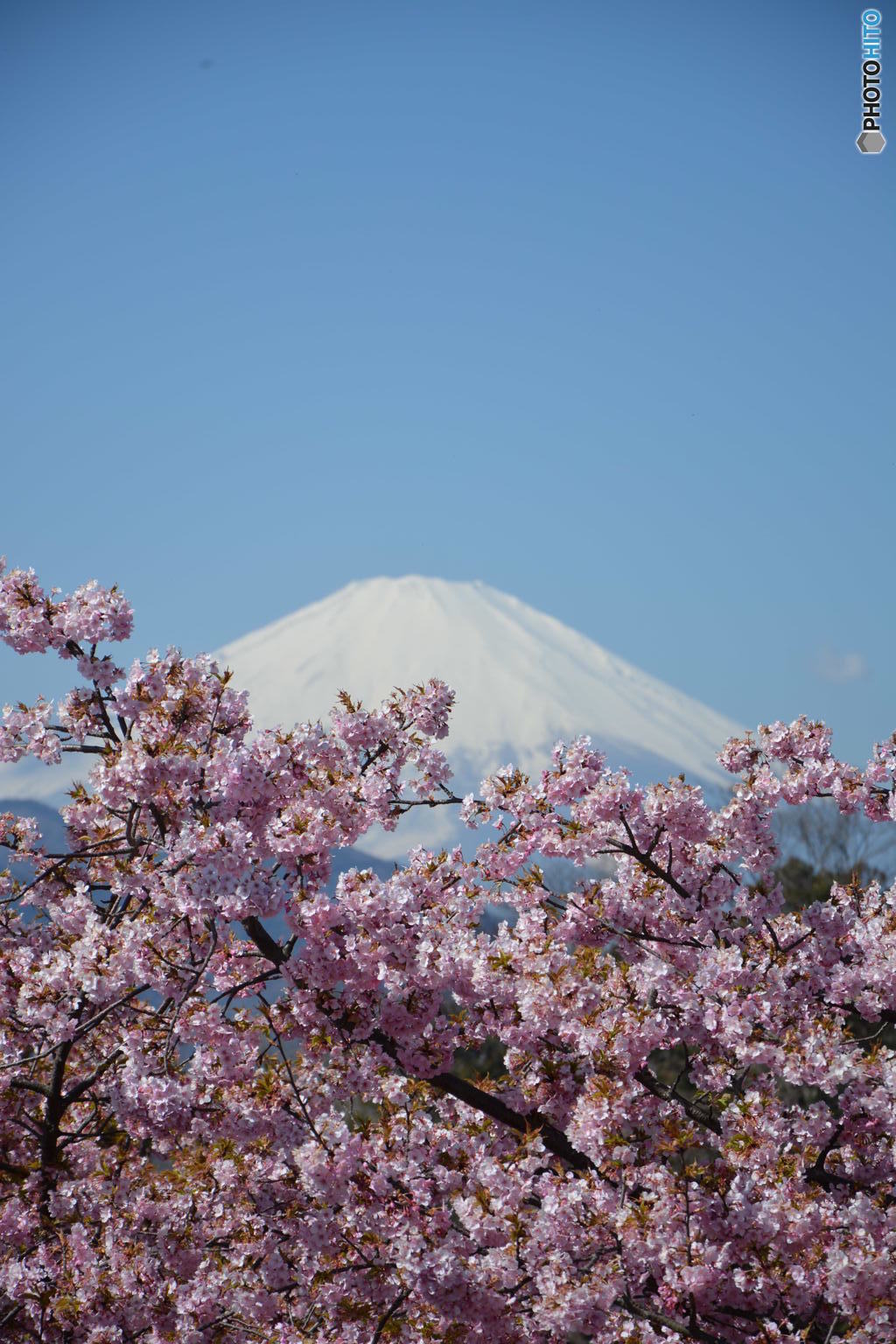 山は富士、花は桜木