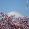 山は富士、花は桜木