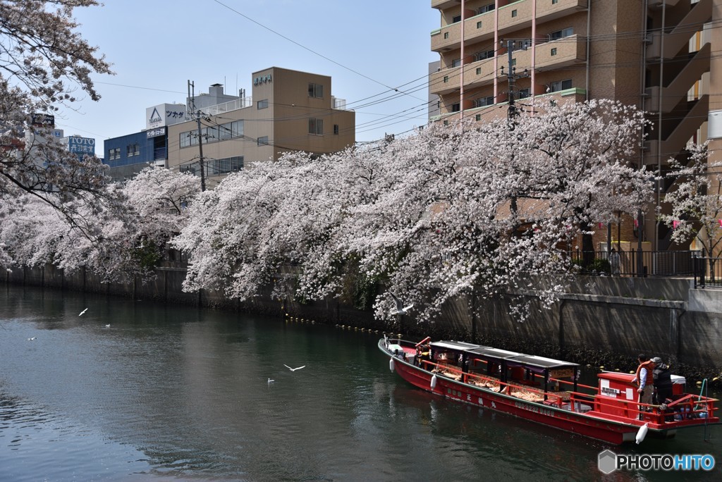 大岡川の風景