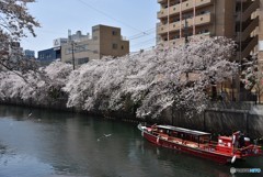 大岡川の風景