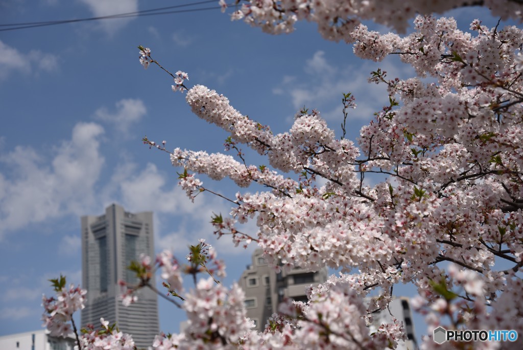 大岡川の桜