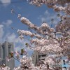 大岡川の桜