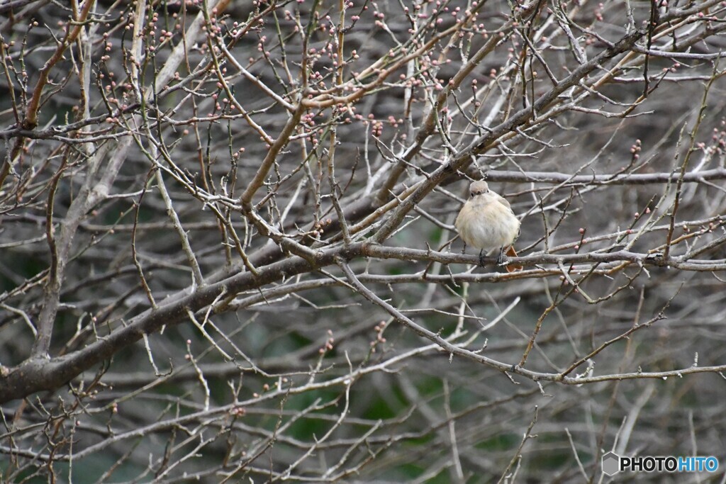 ジョウビさんのモフモフ