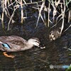 食後のクチュクチュ