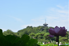 三渓園の蓮