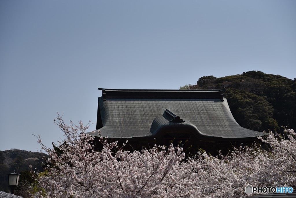 桜上の甍