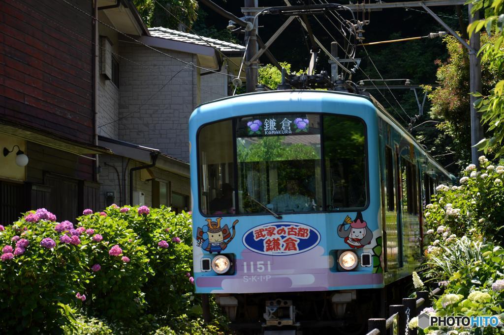 鎌倉　江ノ電　紫陽花（定番のスポットで）