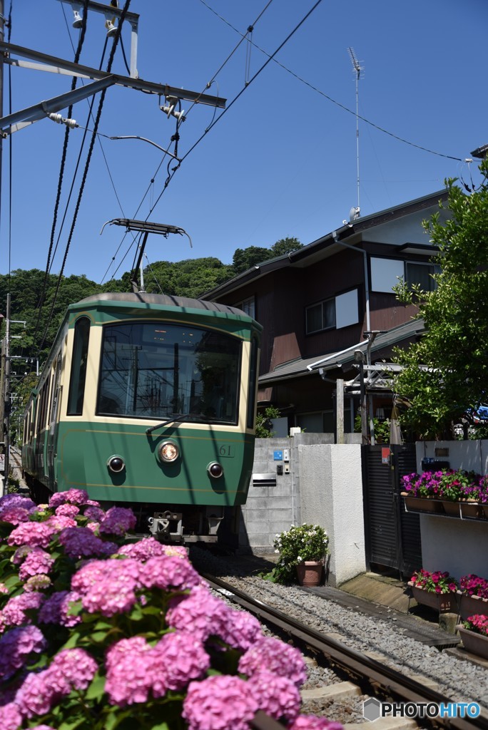 アジサイと江ノ電