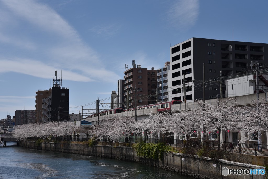 桜の枕木