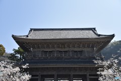 光明寺山門の桜